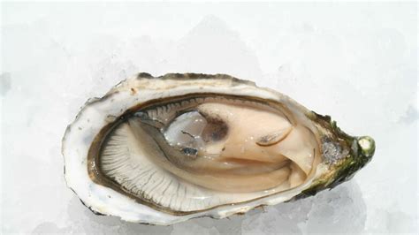 weense oester